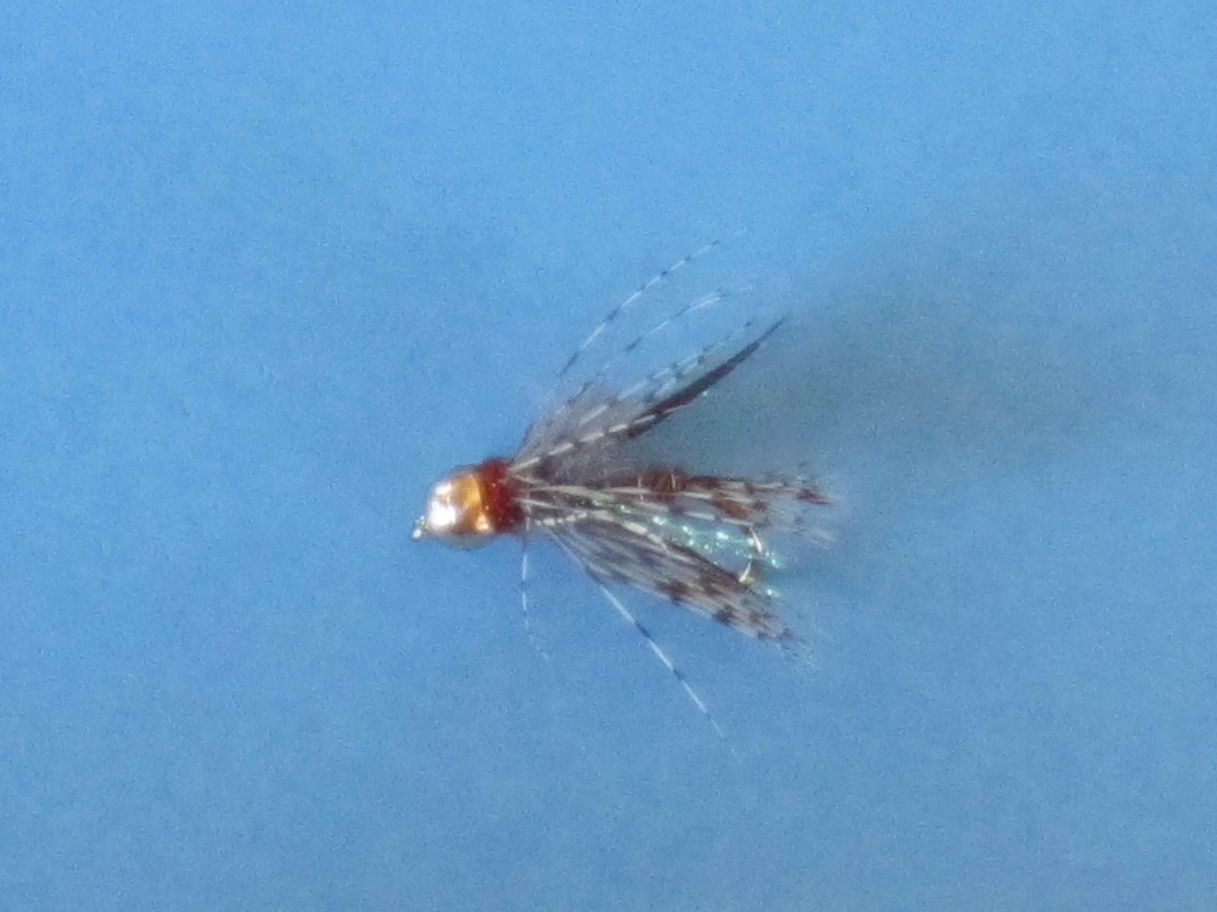 Delektable Hammerhead Pheasant Tail GBH.JPG